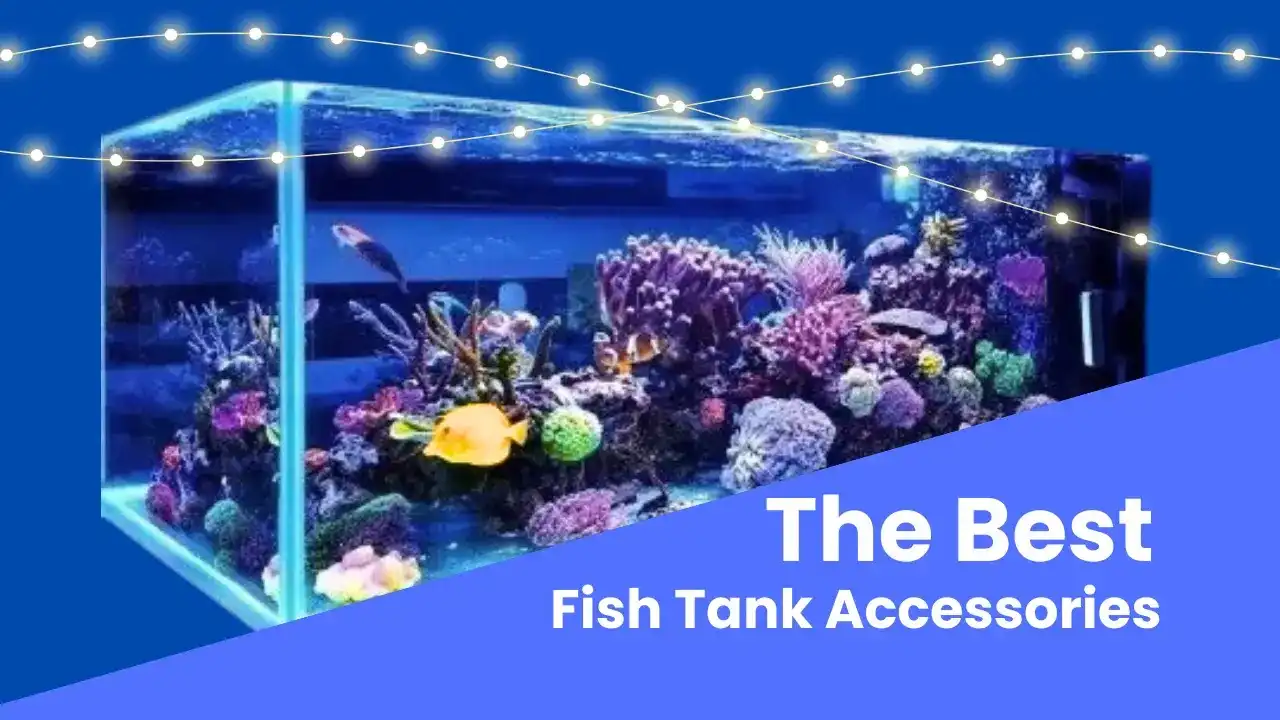 Colorful fish tank filled with vibrant corals, decorative rocks, and tropical fish under blue lighting.